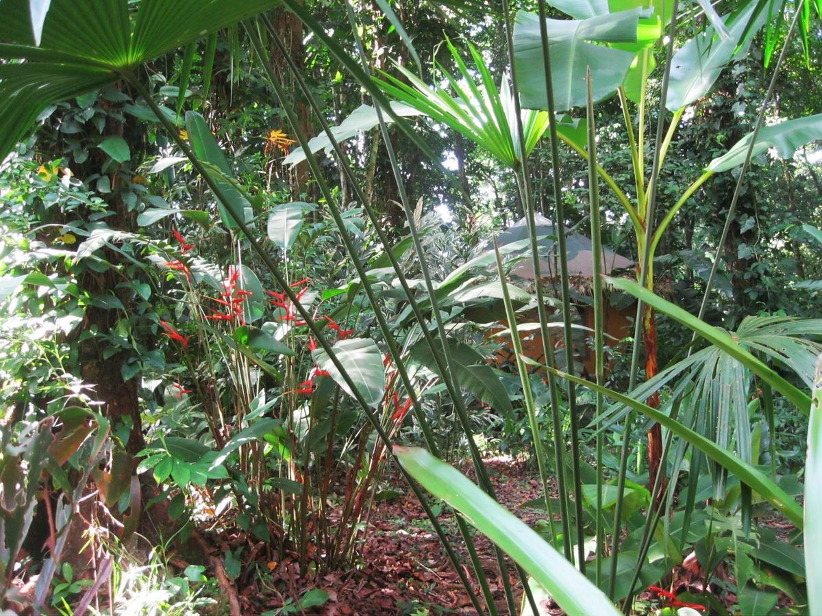 Korrigan Lodge Cahuita Camera foto